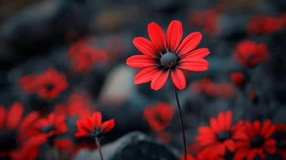 Hero image for Nu Style Landscape & Development