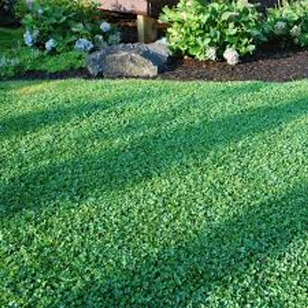 Gallery photos for Transformative Backyard Landscapes Boost Value: Image #14