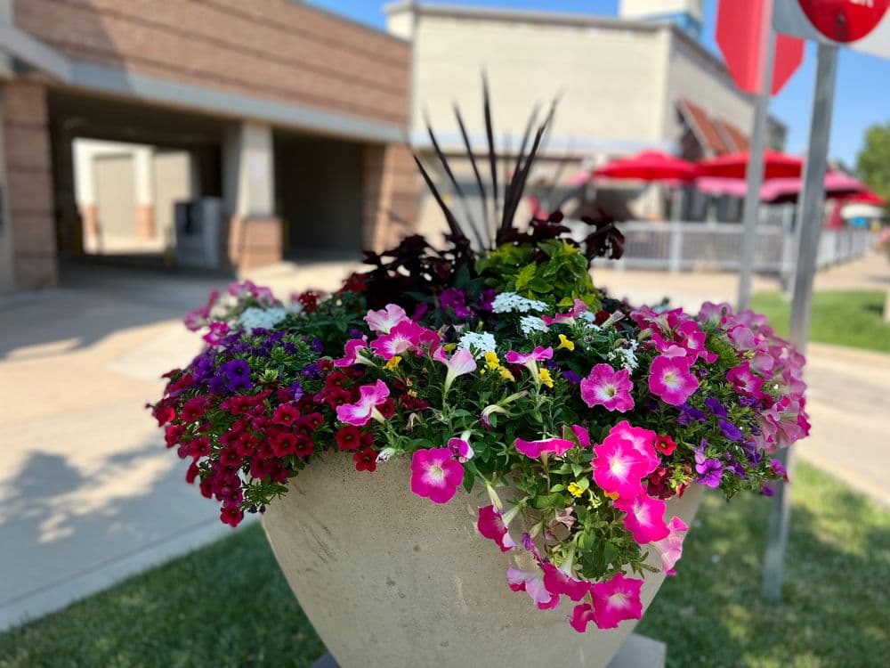Gallery photos for Landscape Excellence with Vibrant Floral Displays: Image #2