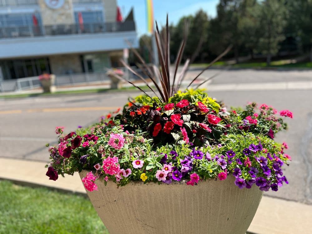 Gallery photos for Landscape Excellence with Vibrant Floral Displays: Image #1